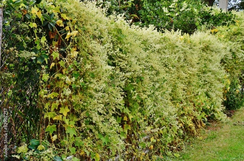 Flower Fence