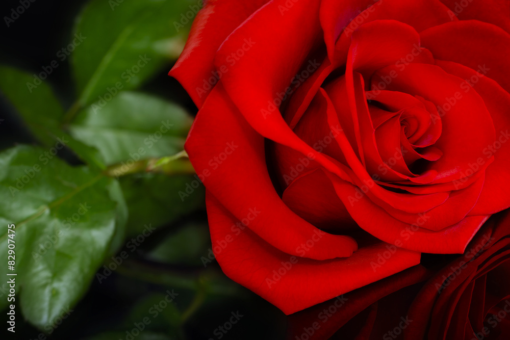 Fototapeta premium Red Rose and Black Background