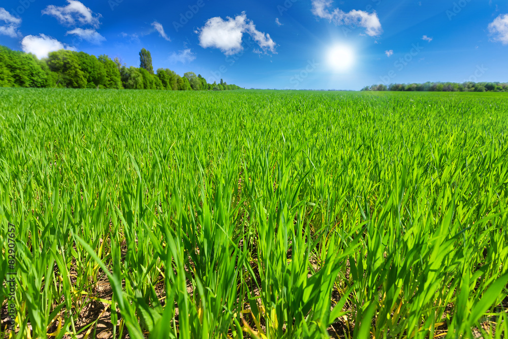 Obraz premium Wheat field