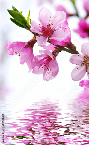  pink blossoms