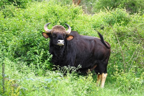 Photography A wild gaur