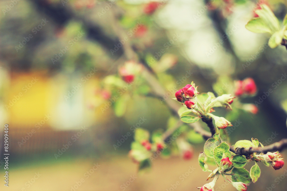 Obraz premium flowers