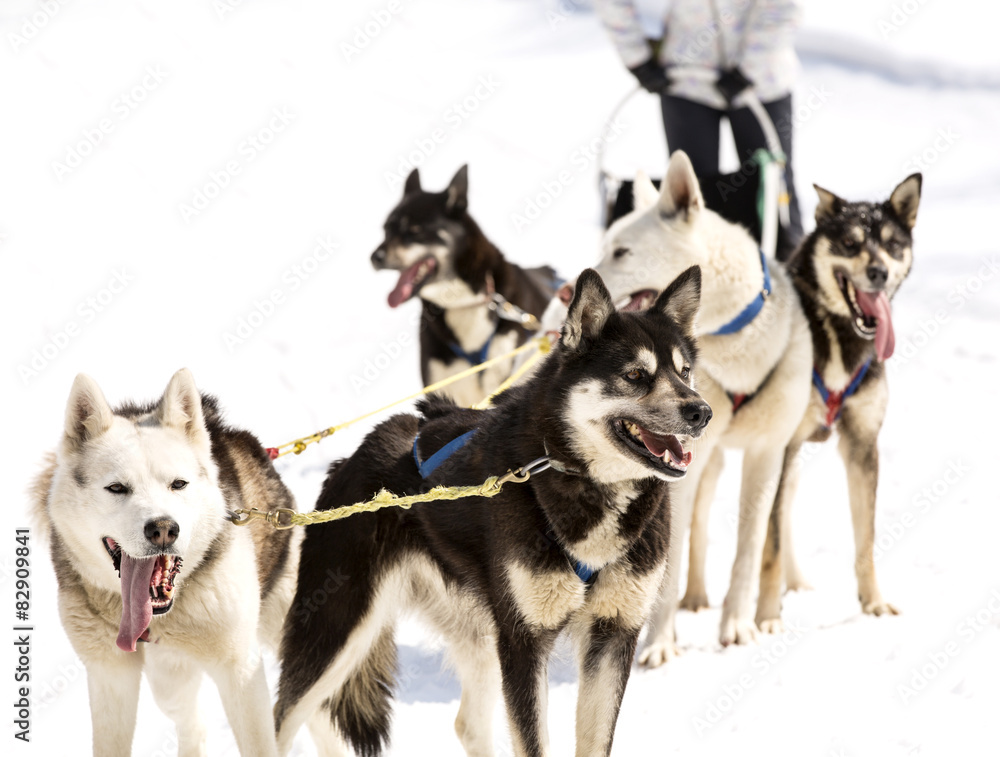 Huskies running in a team in the spring Huskies running in a team in the spring