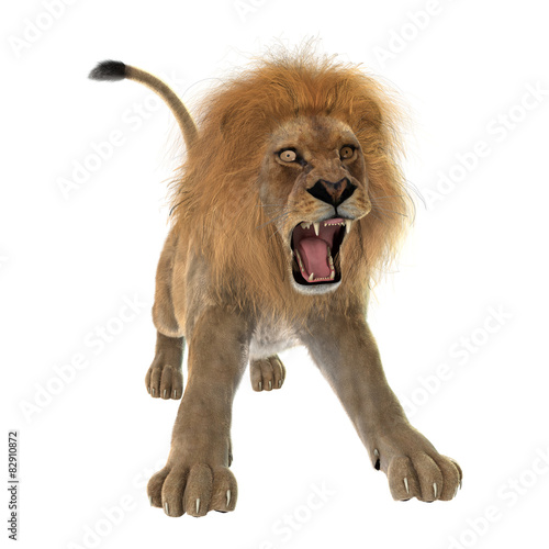 Fototapeta Naklejka Na Ścianę i Meble -  Male Lion