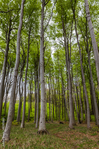 Gespensterwald Nienhagen