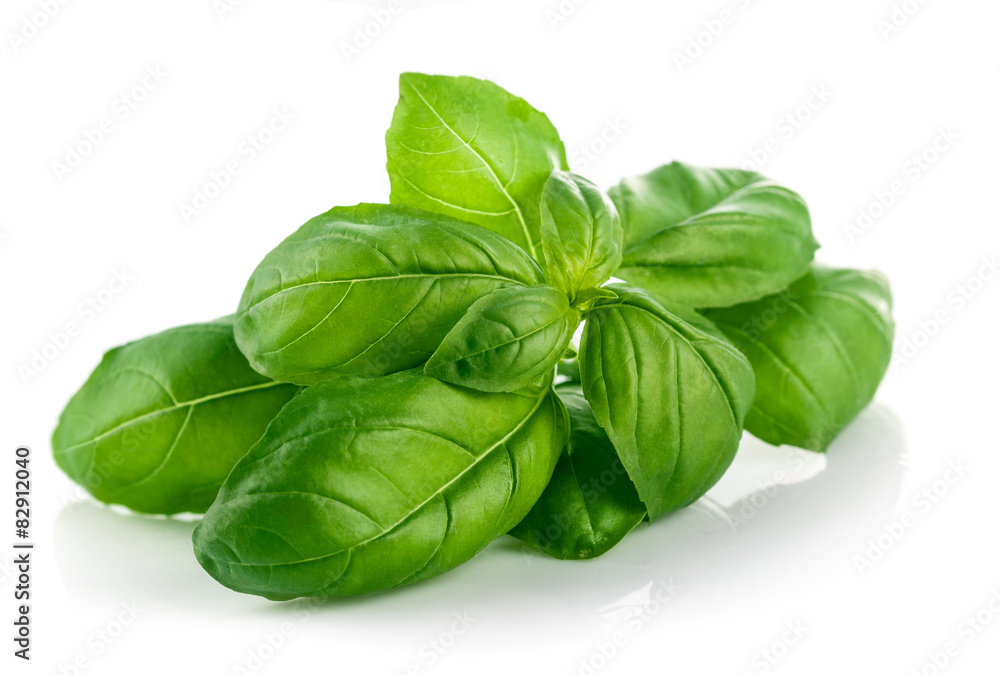 Fototapeta premium Fresh green leaf basil. Isolated on white background