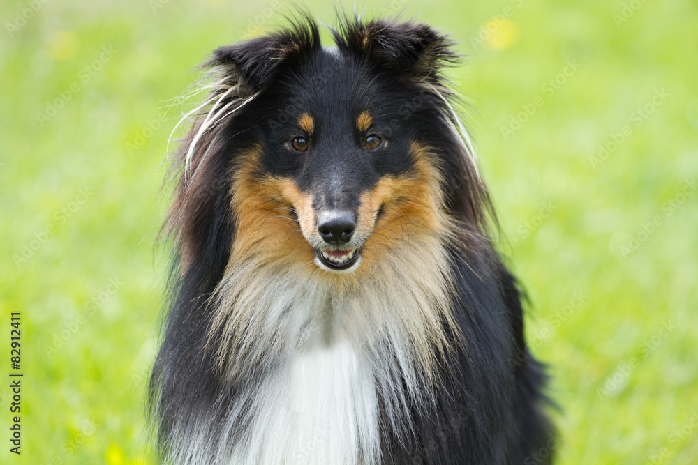Portrait of sheltie dog