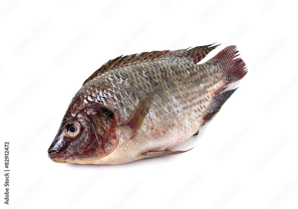 whole round fresh Tilapia fish on white background whole round fresh Tilapia fish on white background