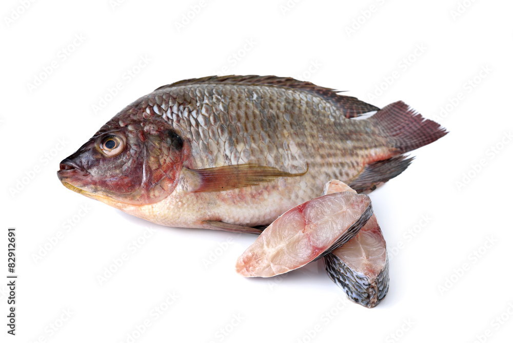 whole round fresh Tilapia fish on white background whole round fresh Tilapia fish on white background