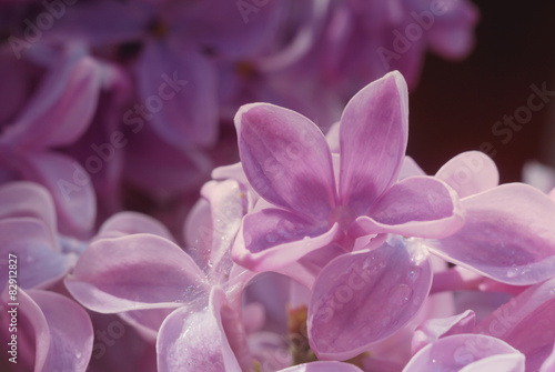 Soft focussed Lilac flowers. Spring floral background