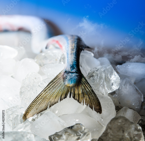 garfish,belone-belobe fishtail on the ice