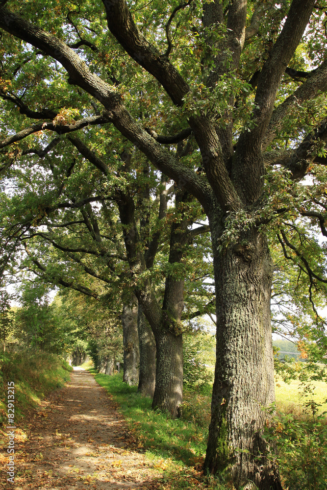 Trees in an autumn Nature