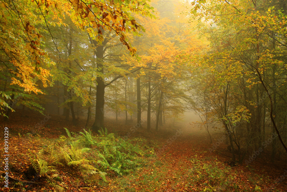 Naklejka premium Foggy magical autumn Forest with colorful Trees
