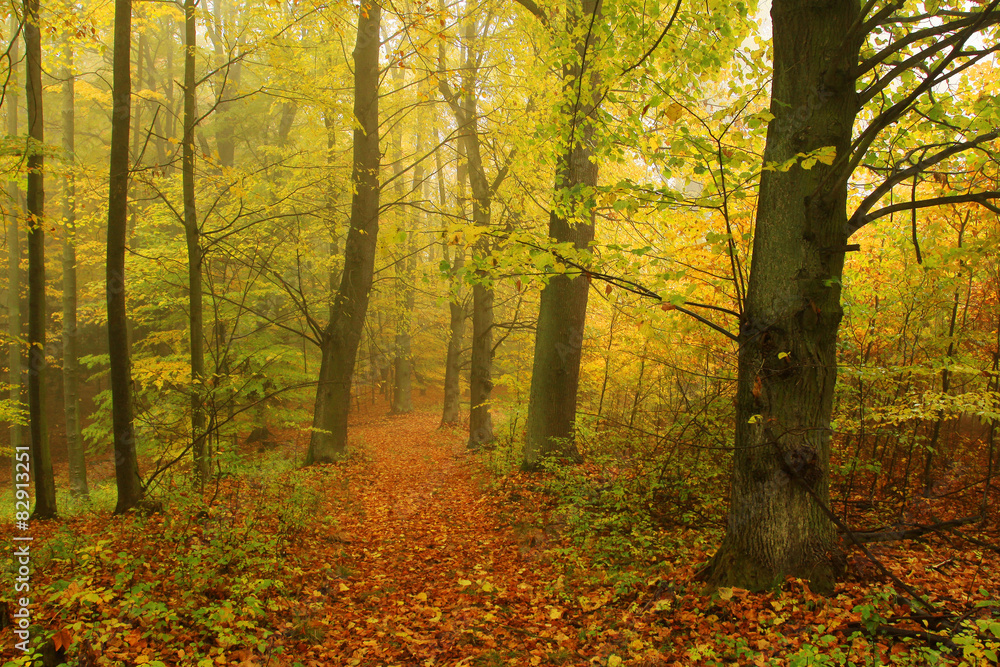 Obraz premium Foggy magical autumn Forest with colorful Trees