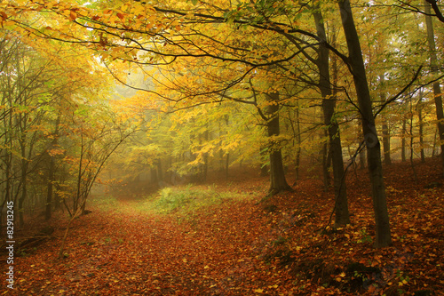 Foggy magical autumn Forest with colorful Trees