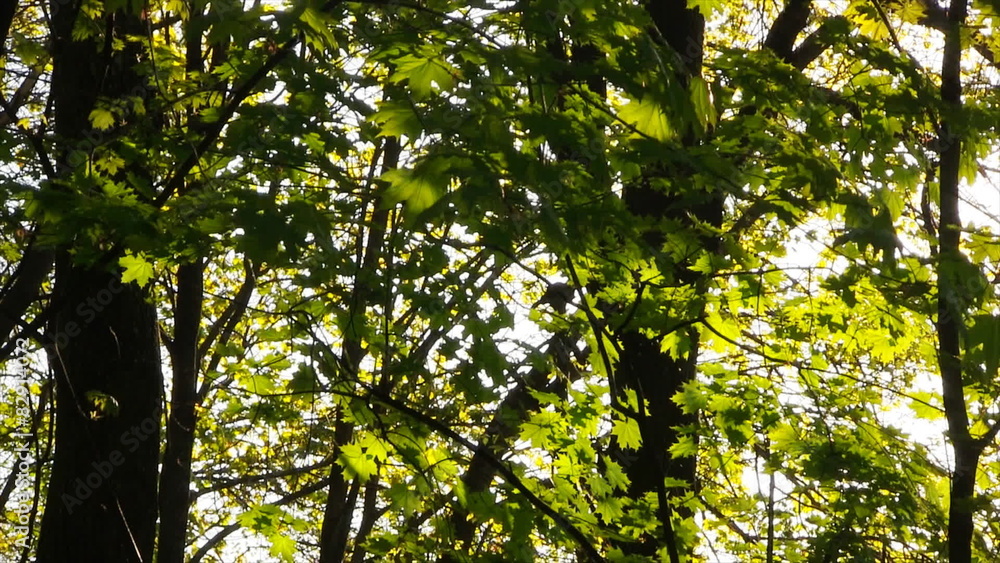 Springtime forest. Birds singing in high quality audio. Springtime forest. Birds singing in high quality audio.