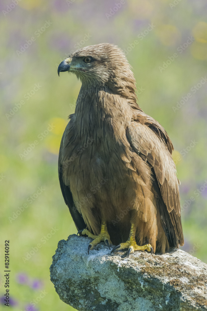 black kite black kite