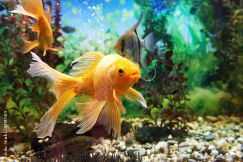 Colorful fishes in aquarium