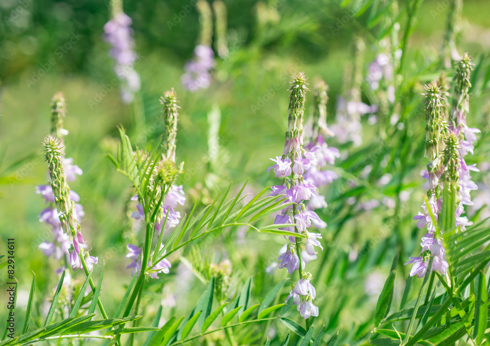 Flowers Vicia cracca Flowers Vicia cracca