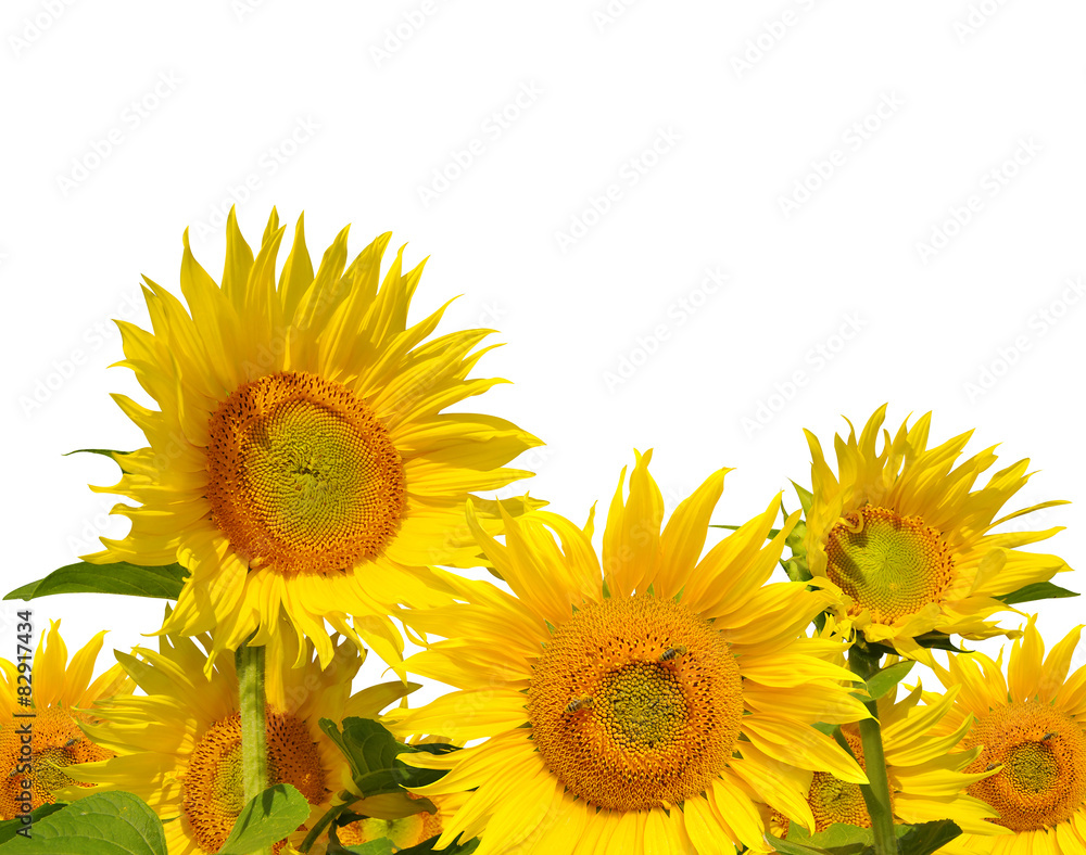 Obraz premium sunflower field on white background