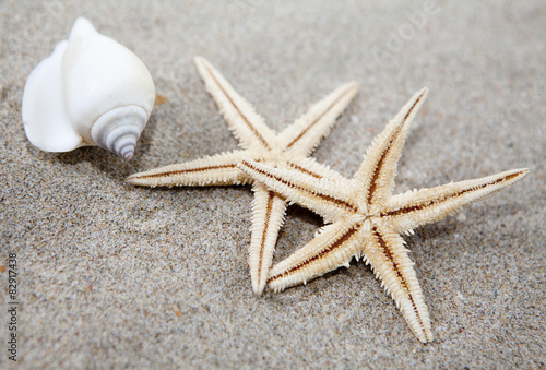 coquillage et étoile de mer dans le sable