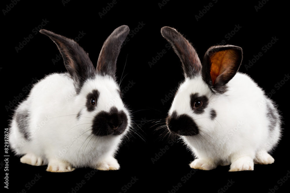 White rabbits White rabbits
