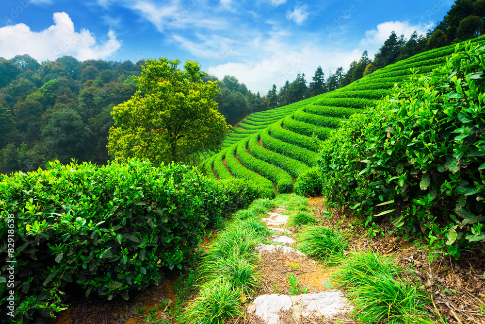Naklejka premium tea plantations under blue sky
