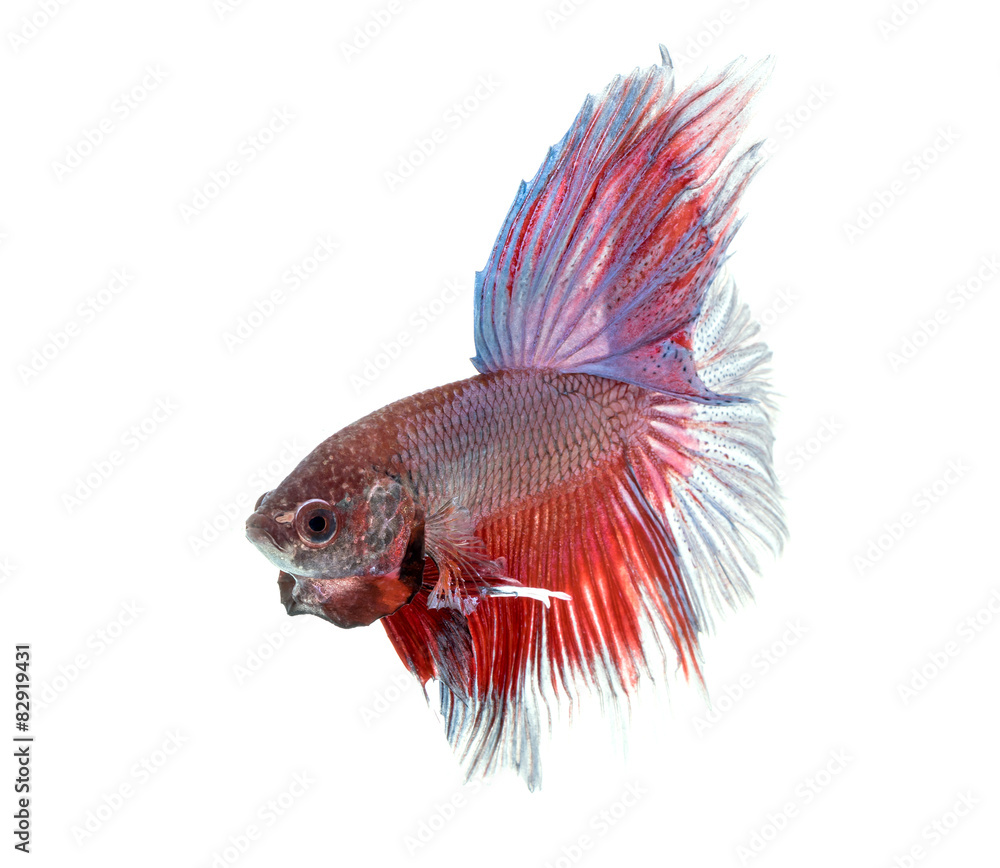 Fototapeta premium siamese fighting fish , betta