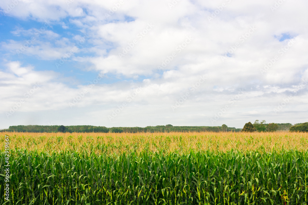 Ripe Corn