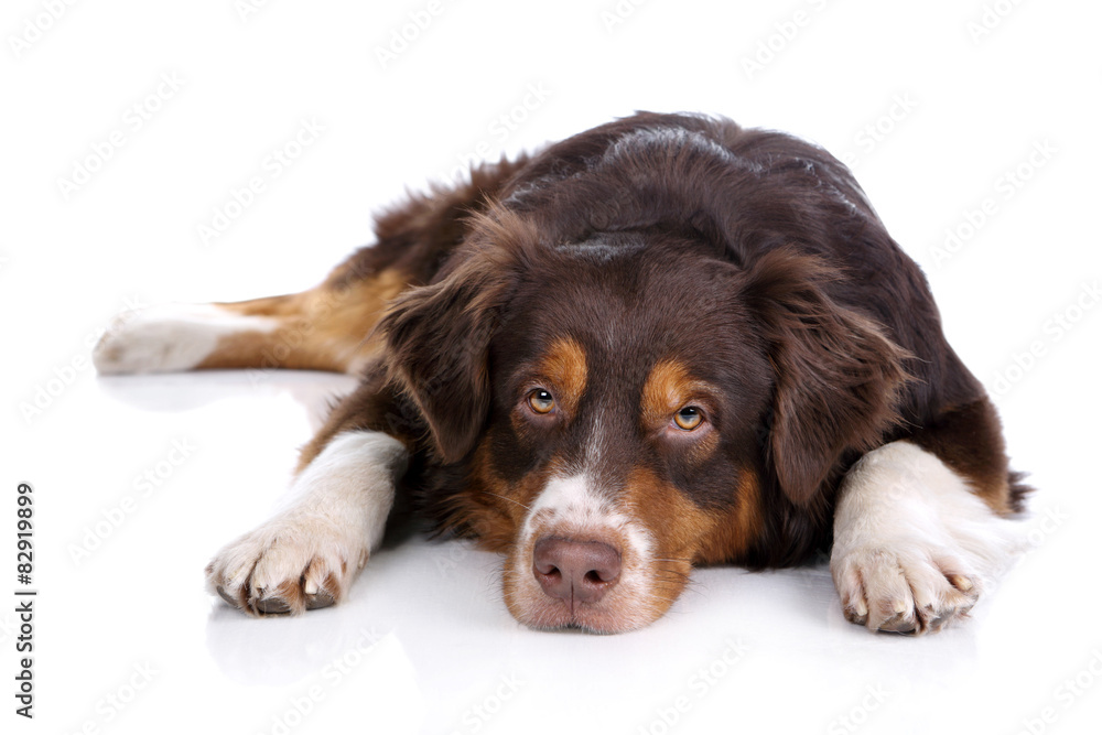 Sad dog lying on a white background