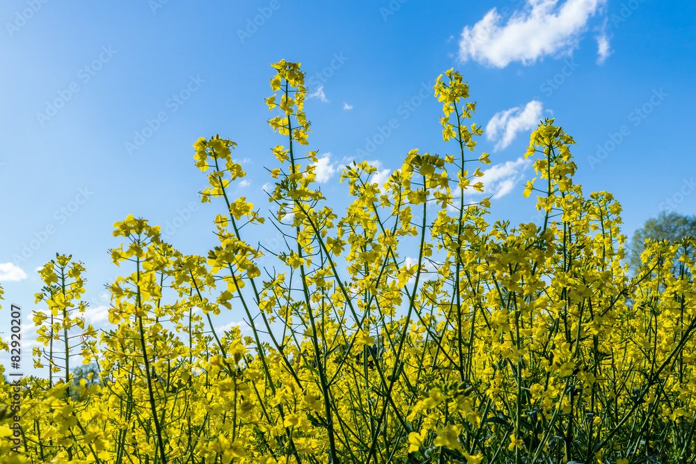 Obraz premium Frühling Rapsfeld