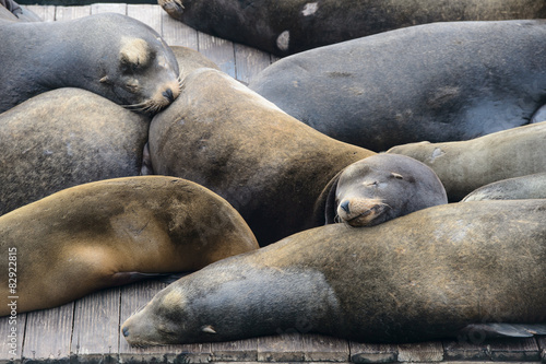 Sea lion at Pier 39, San Francisco