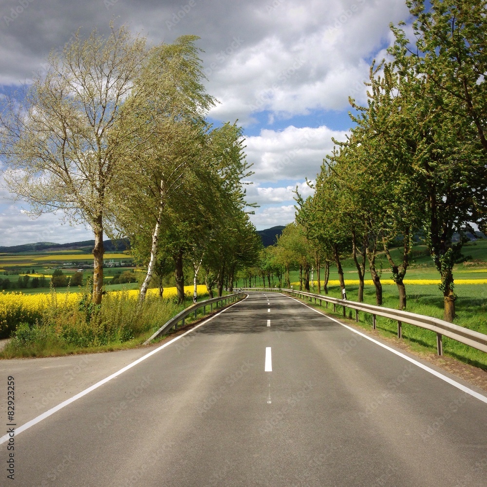 Fototapeta premium allee