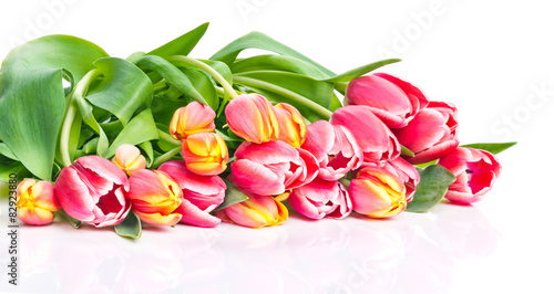 Fototapeta Naklejka Na Ścianę i Meble -  Tulpen, weißer Hintergrund 