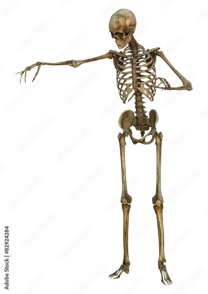 Human Skeleton Human Skeleton
