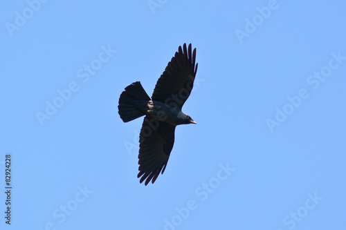 taccola  Corvus monedula  in volo