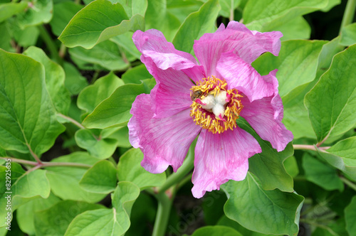 Pink peony flower in spring