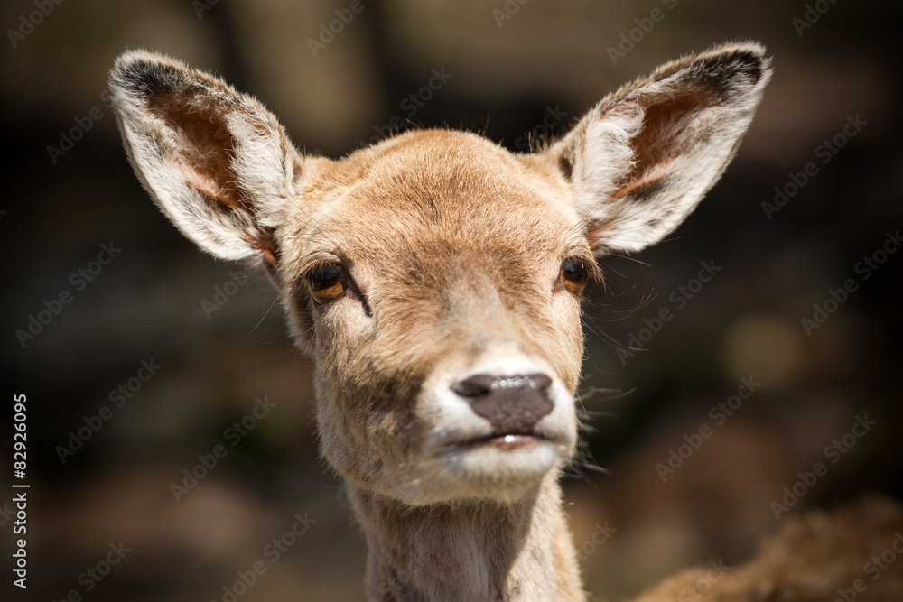 Face of a Cute Young Deer Close Up