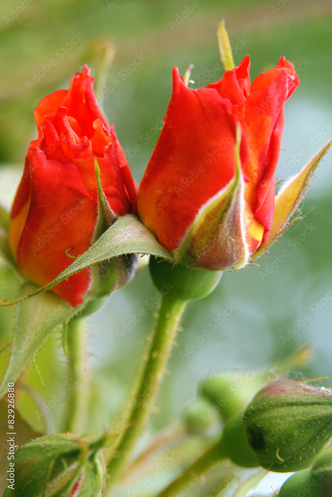 Orange roses Orange roses