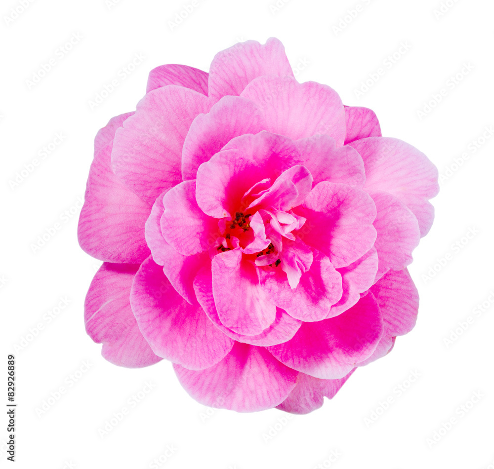 Pink Camellia flower closeup, isolated on white background