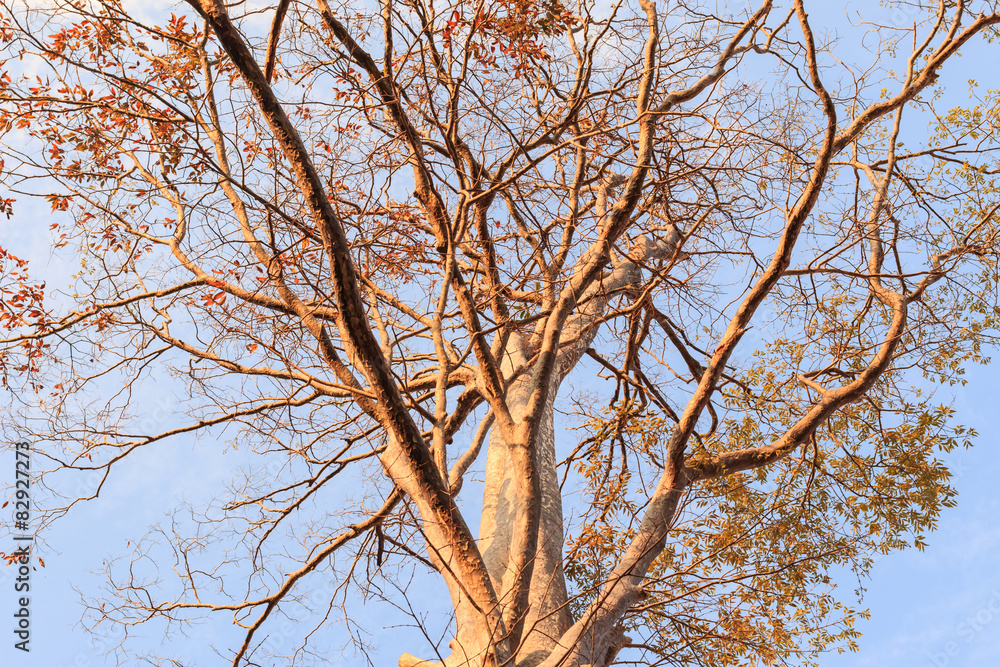 Leafless tree against sunlight on blue sky background Leafless tree against sunlight on blue sky background