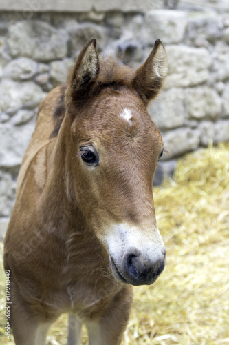 Fototapeta Naklejka Na Ścianę i Meble -  Little brown foal portrait. Color image