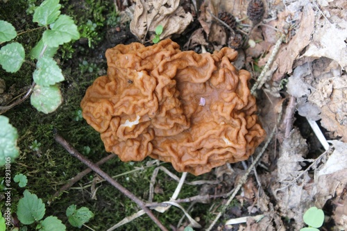 Коричневый гриб строчок весной