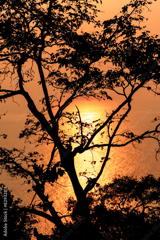 Silhouette of a single tree against the setting sun with Golden Silhouette of a single tree against the setting sun with Golden