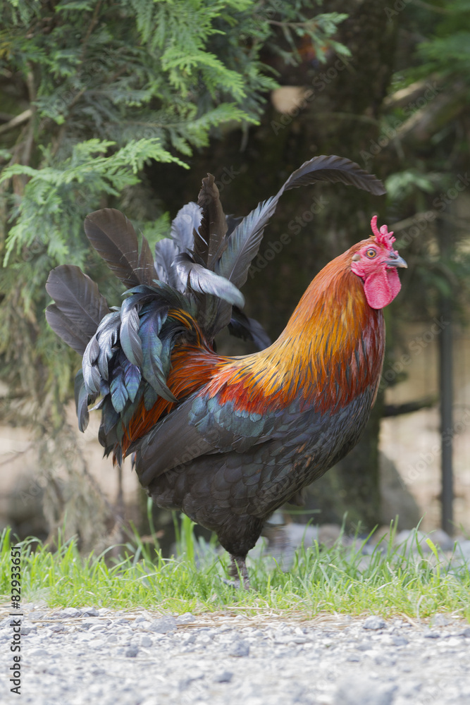 rooster in the farm rooster in the farm