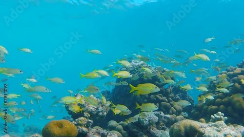 Wallpaper Mural School of French Grunt swim around a piece of coral Torontodigital.ca