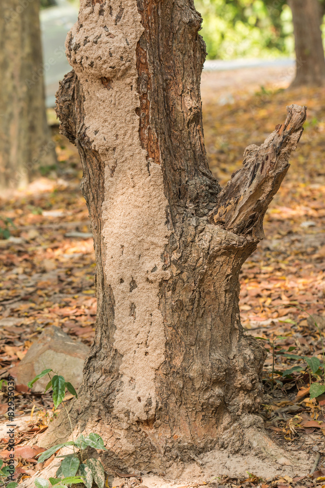 Tree with Termite nest