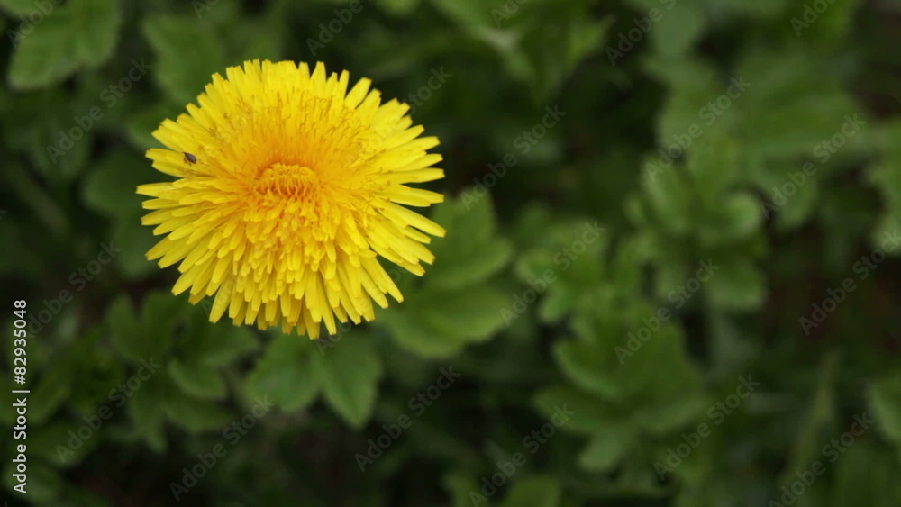 Yellow dandelion flowers with leaves in green grass