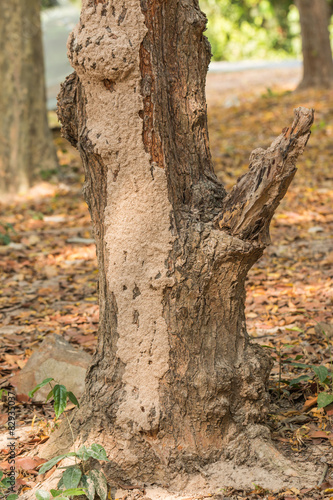 Tree with Termite nest
