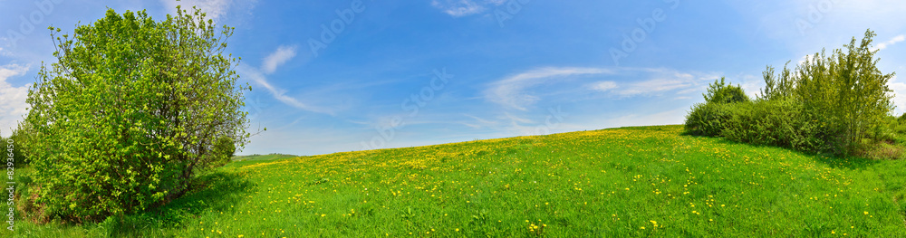Panorama of green spring meadow with dandelions 